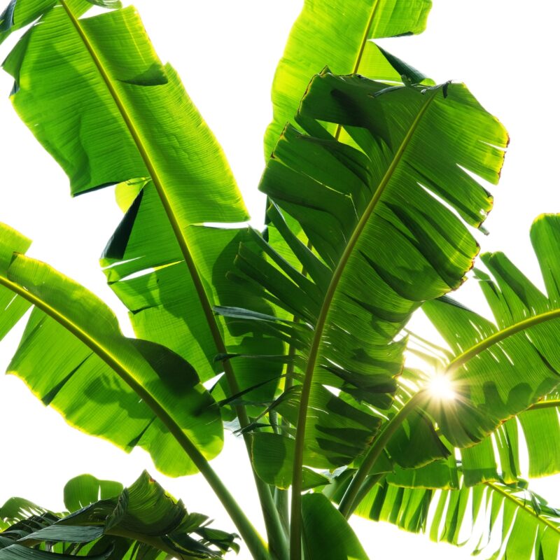Banana Leaves pack contains 4 leaves