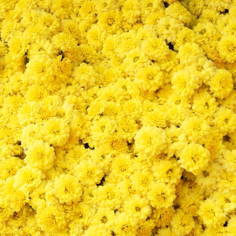 Marigold Flowers - Yellow